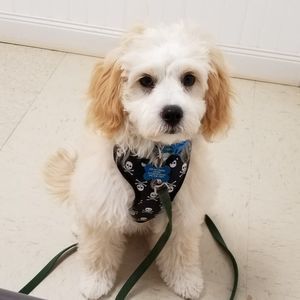 Meet your Posher, Bennie